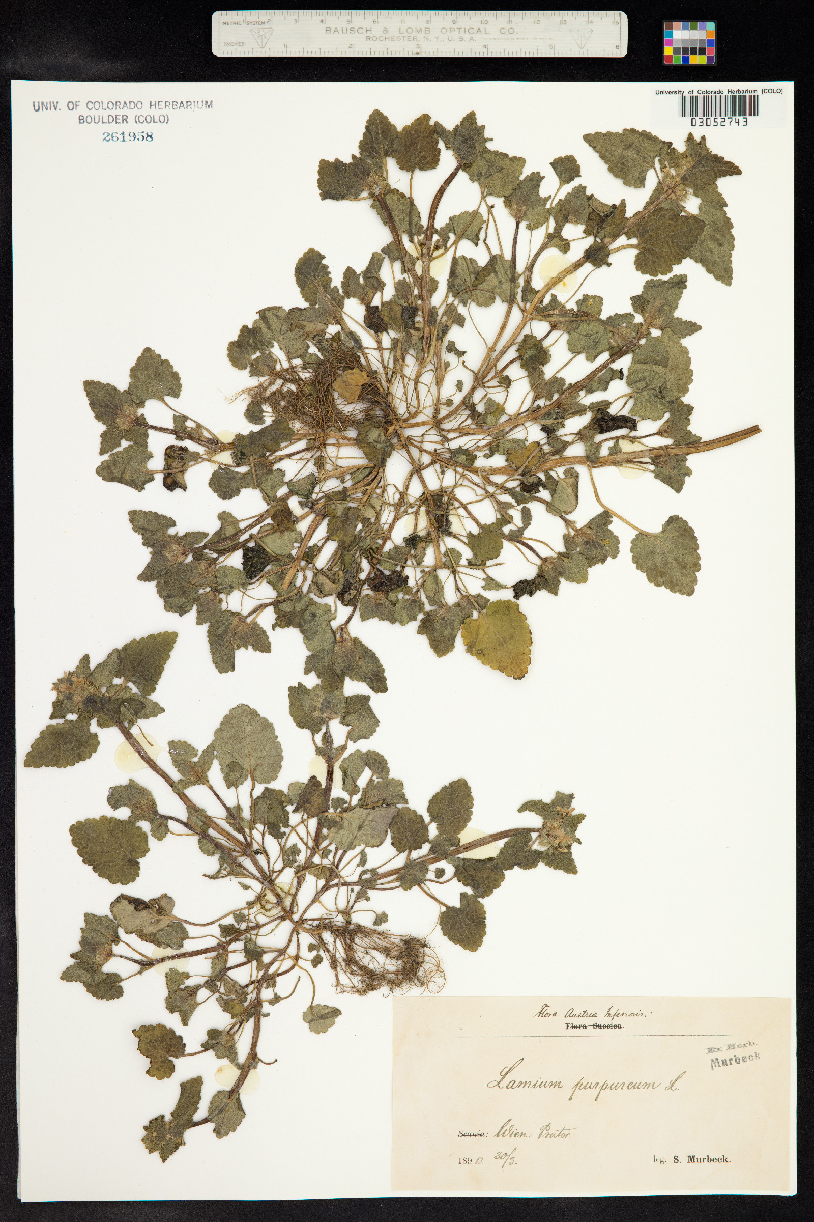 Lamium purpureum image