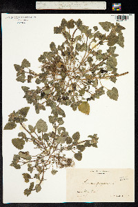 Lamium purpureum image
