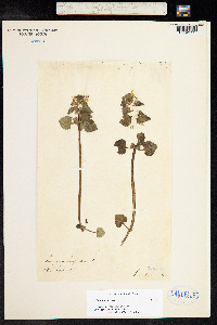 Lamium purpureum image