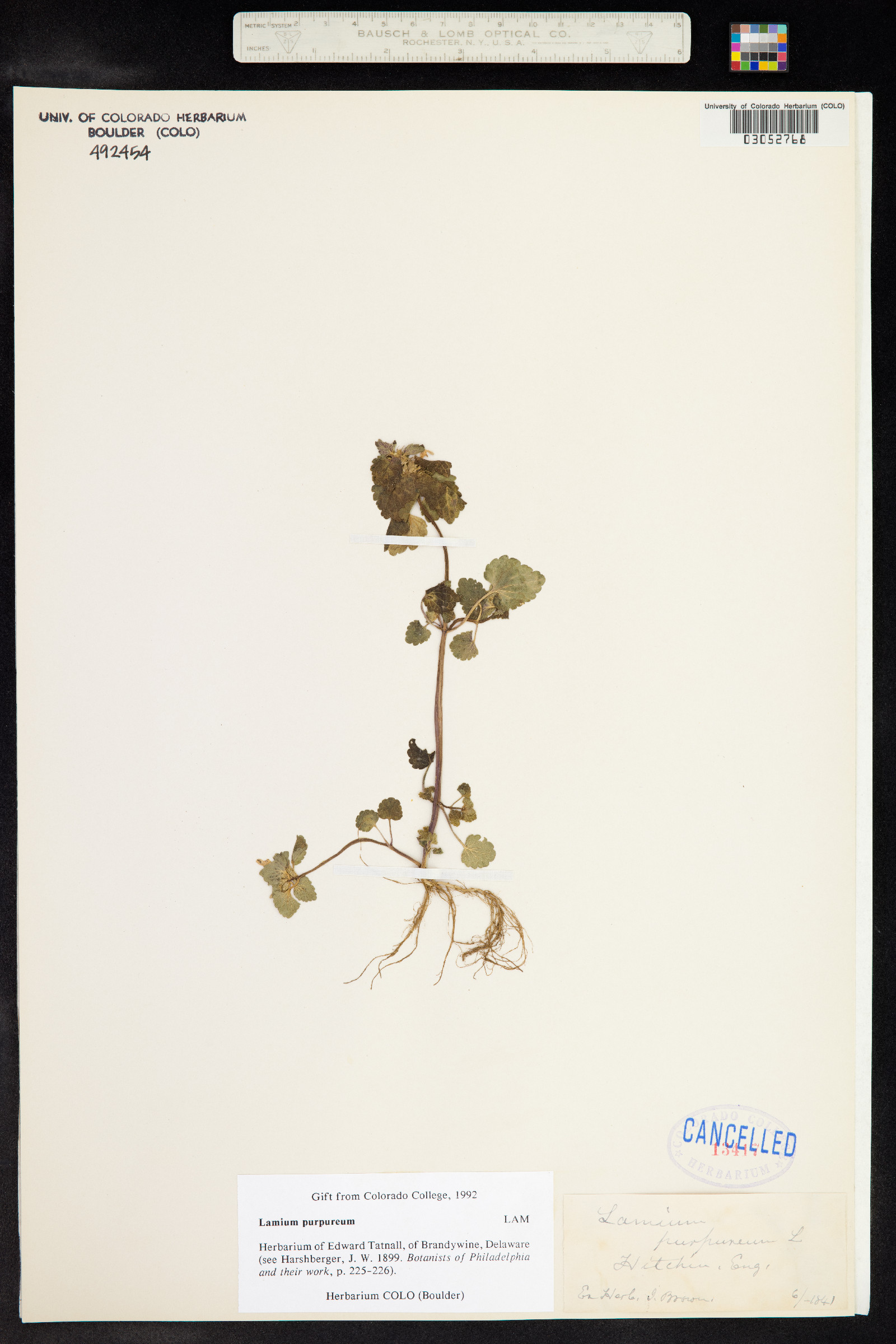Lamium purpureum image