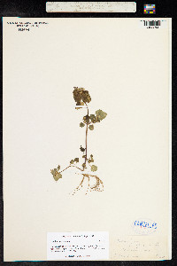 Lamium purpureum image