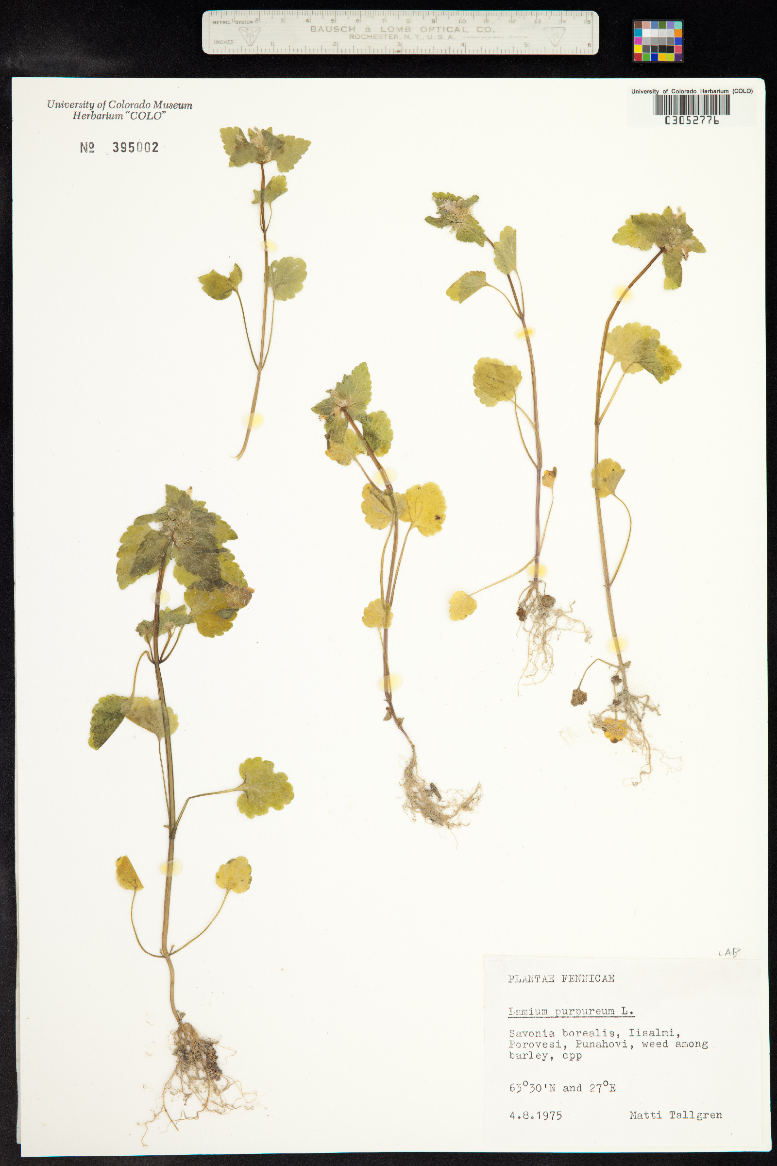 Lamium purpureum image