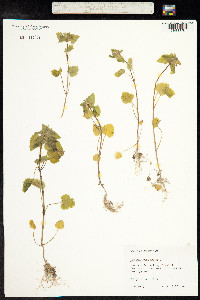 Lamium purpureum image