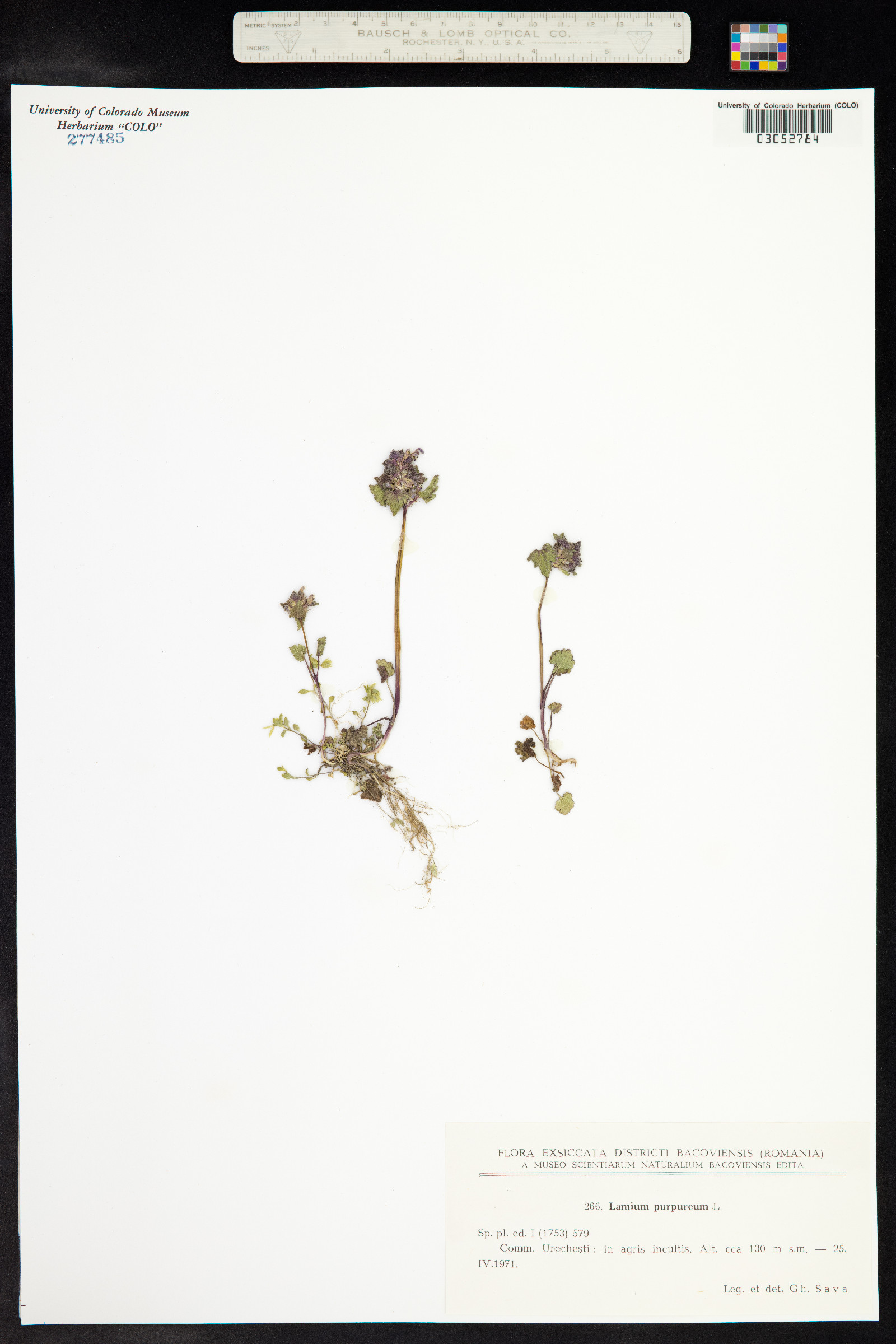 Lamium purpureum image