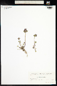 Lamium purpureum image