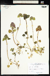 Lamium purpureum image