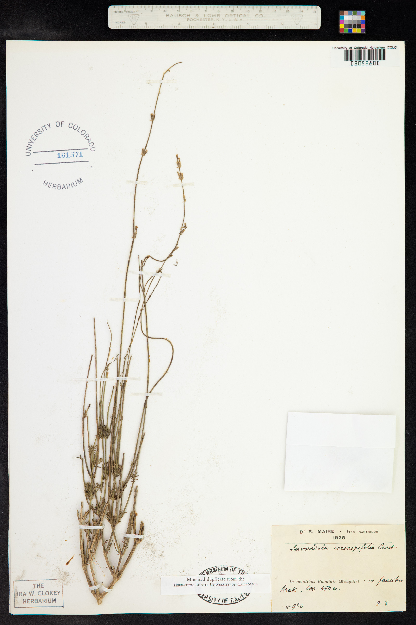 Lavandula coronopifolia image