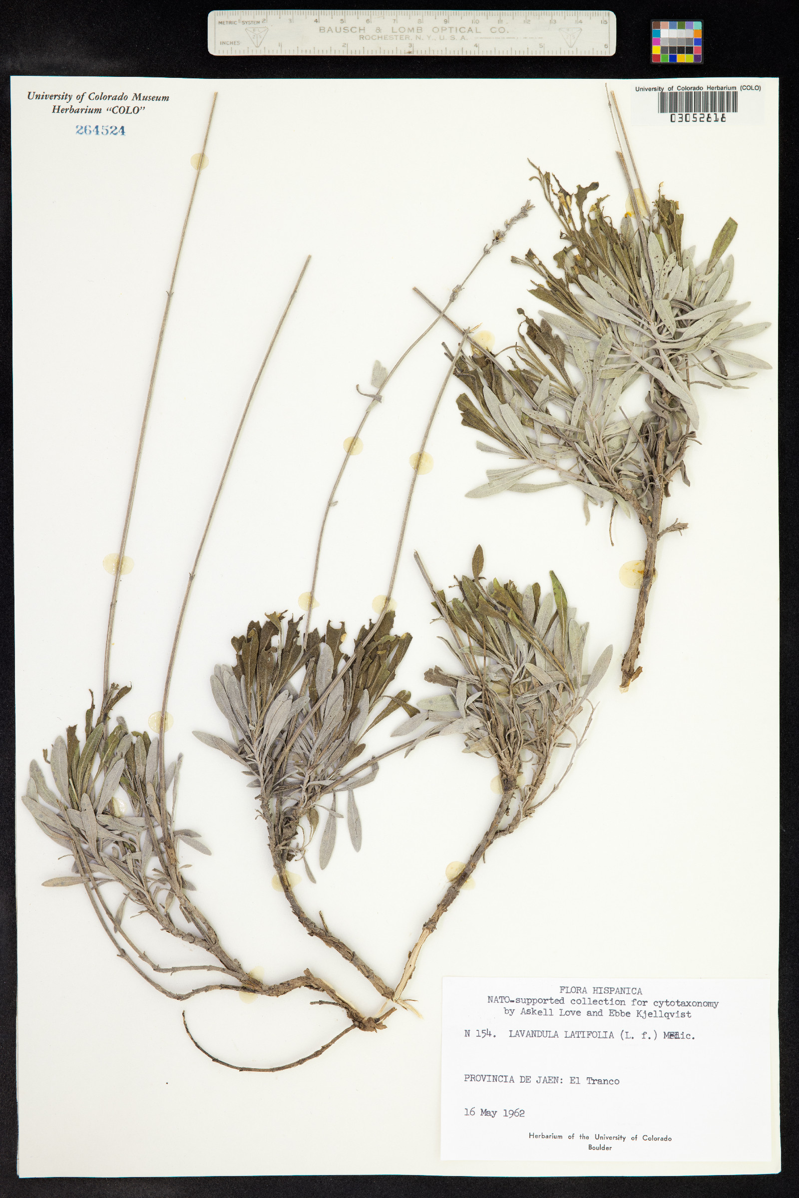Lavandula latifolia image