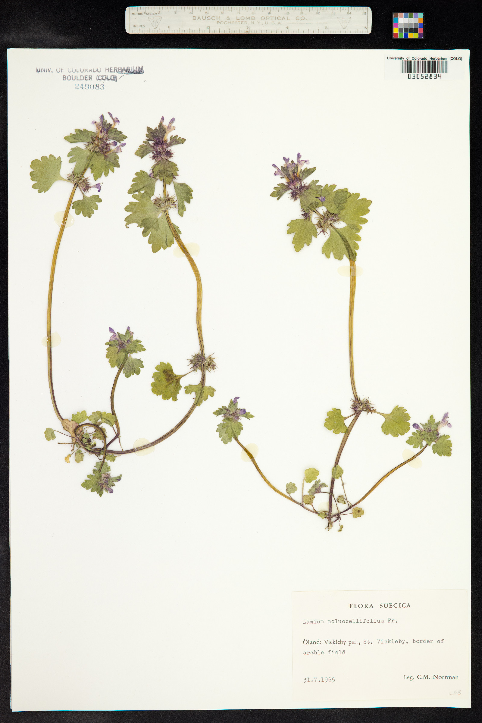 Lamium confertum image