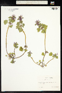 Lamium confertum image
