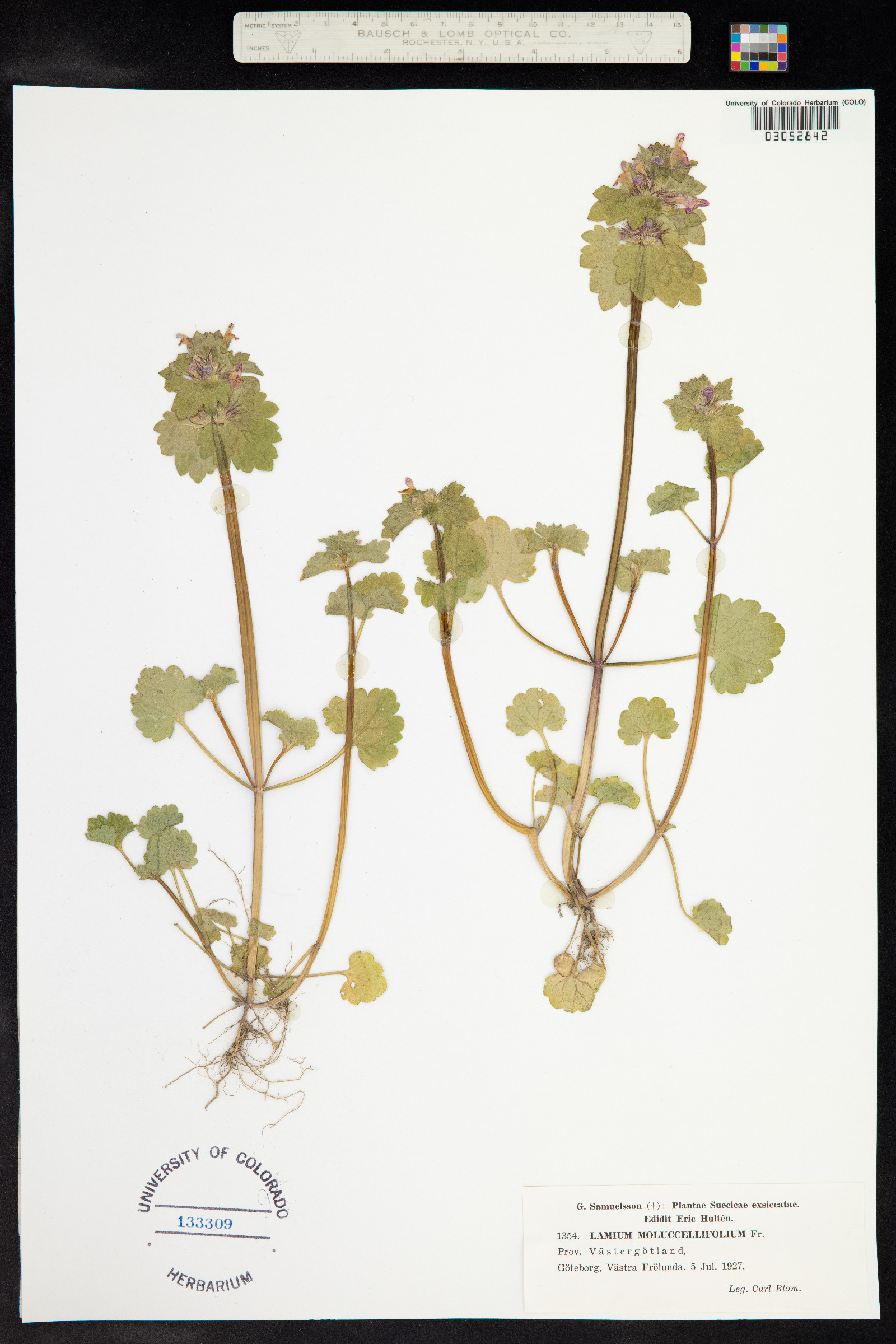 Lamium confertum image