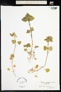 Lamium purpureum image