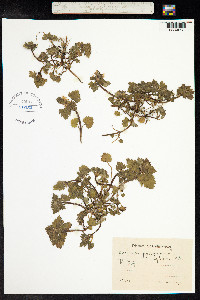 Lamium purpureum image