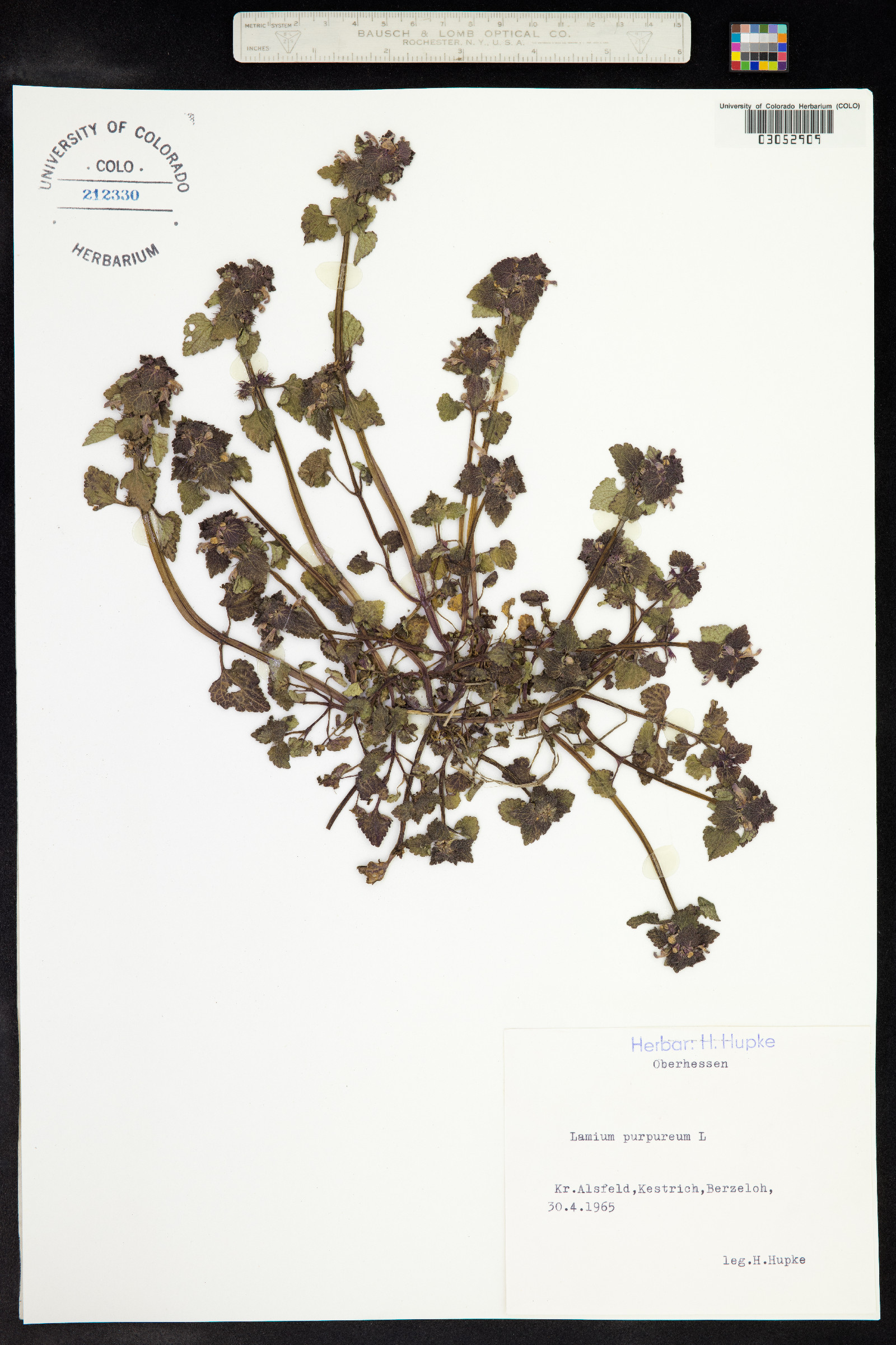 Lamium purpureum image