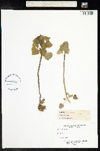 Lamium purpureum image