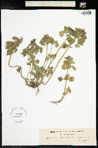 Lamium purpureum image