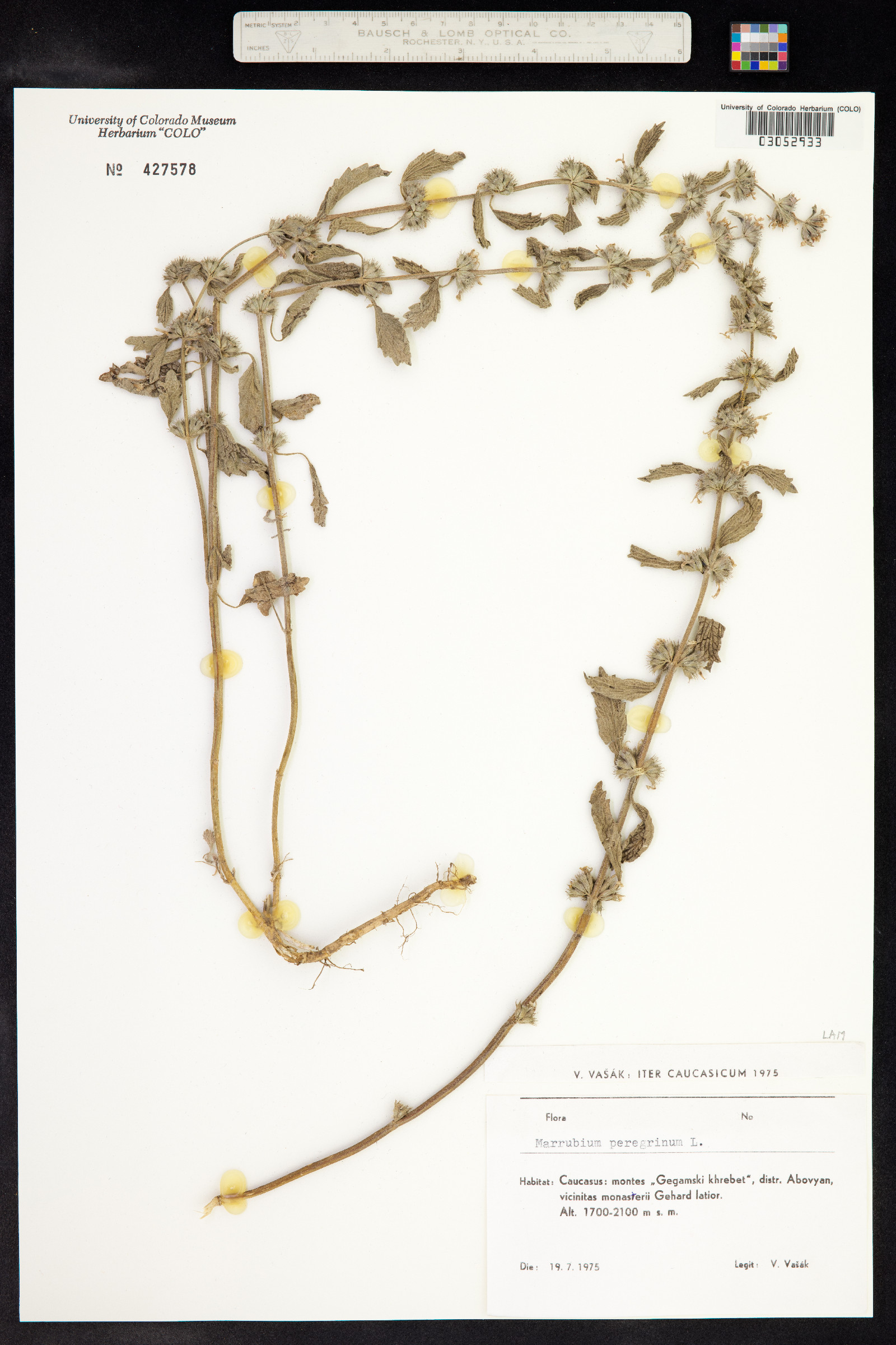 Marrubium peregrinum image