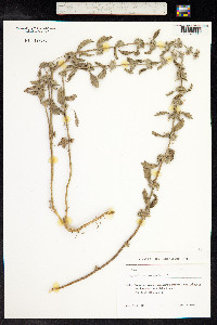 Marrubium peregrinum image