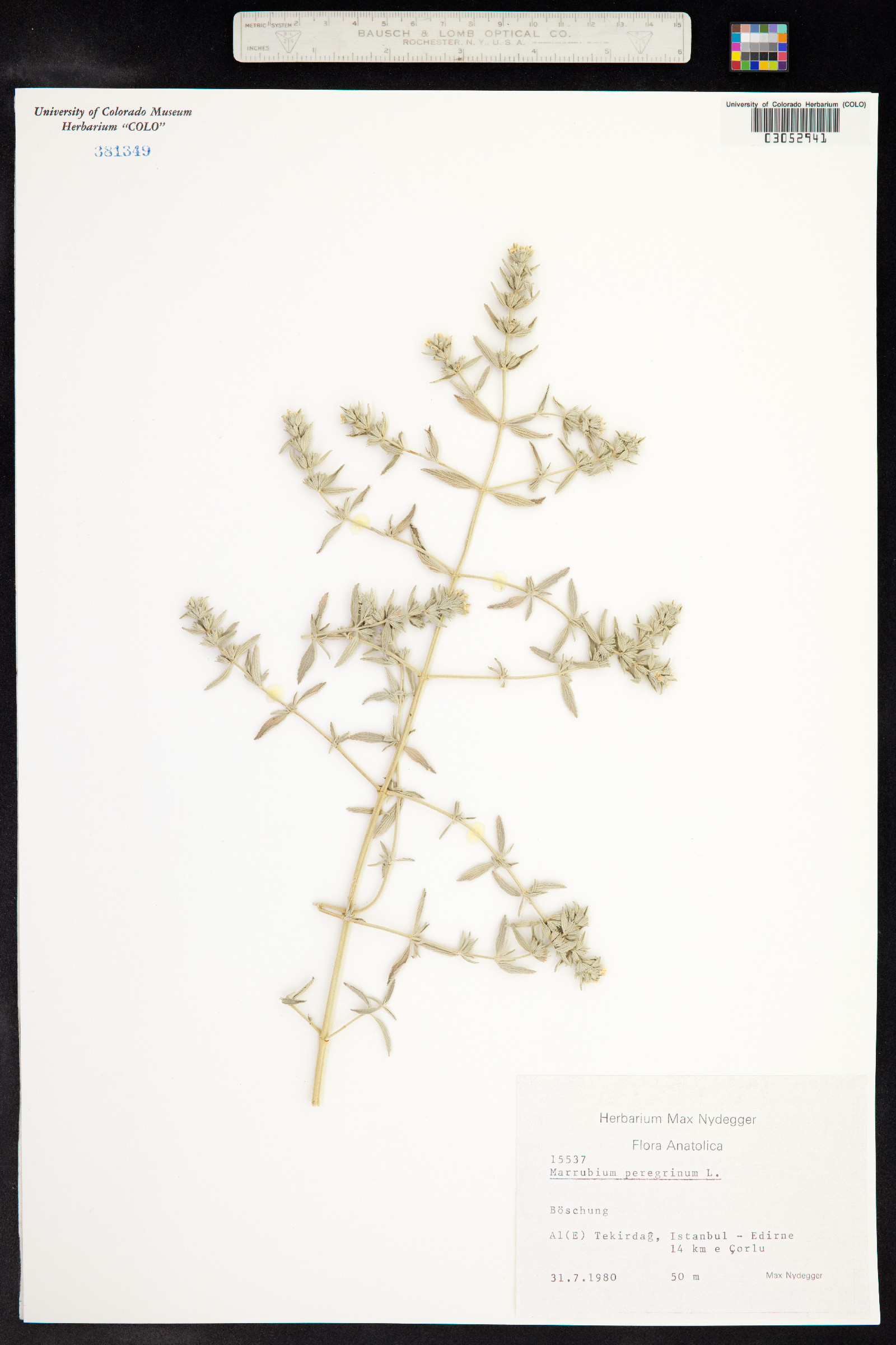 Marrubium peregrinum image
