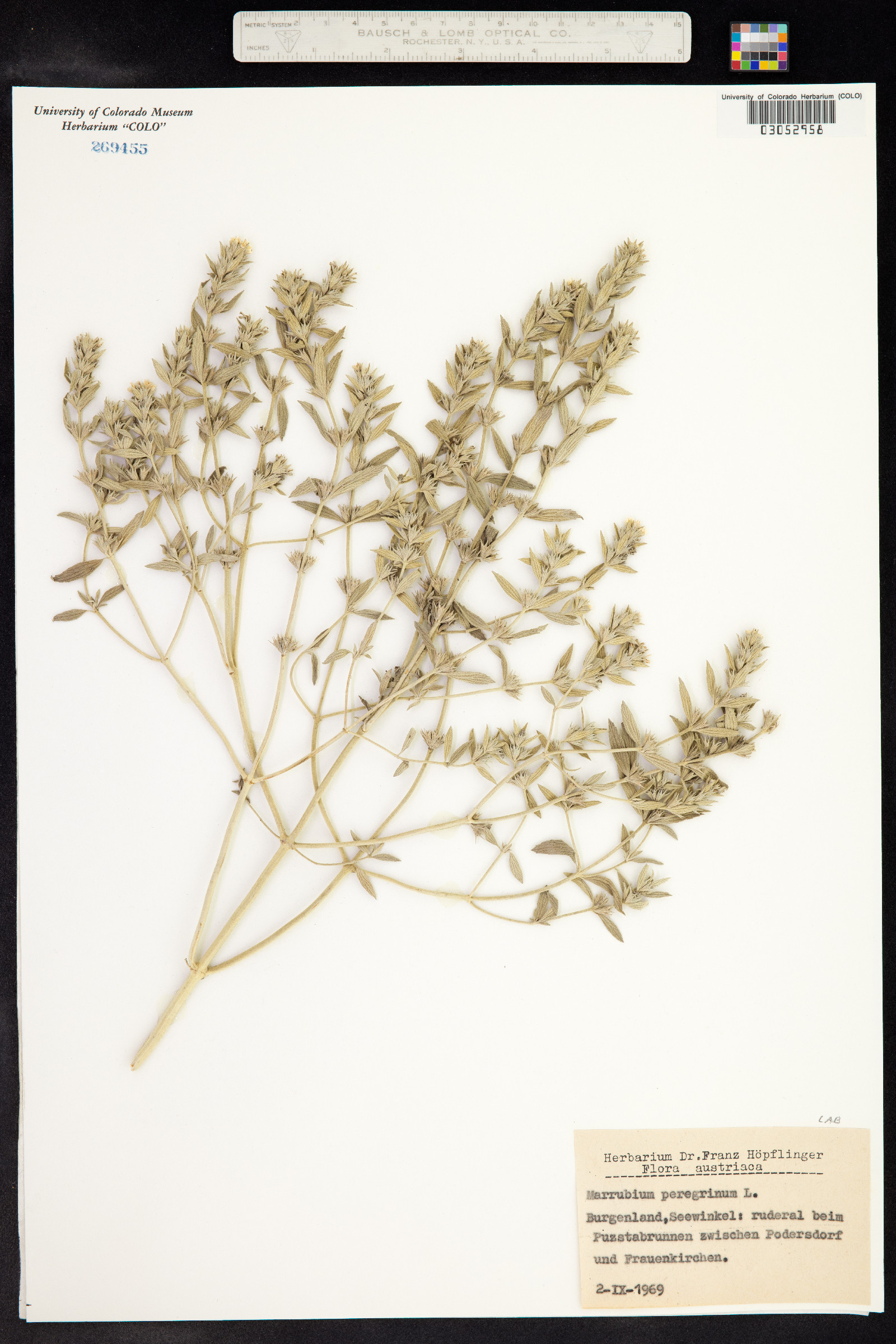 Marrubium peregrinum image