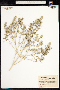 Marrubium peregrinum image