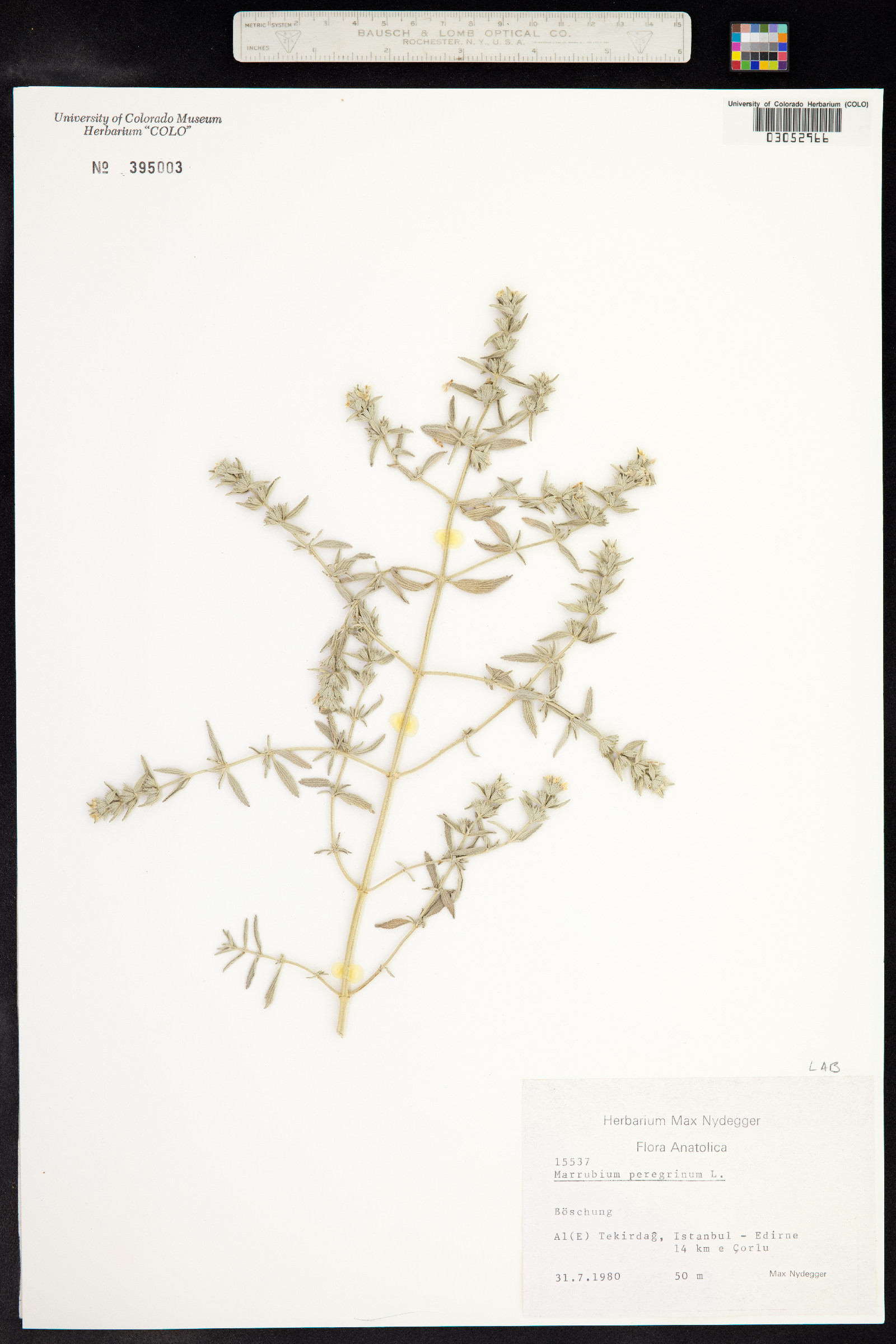 Marrubium peregrinum image