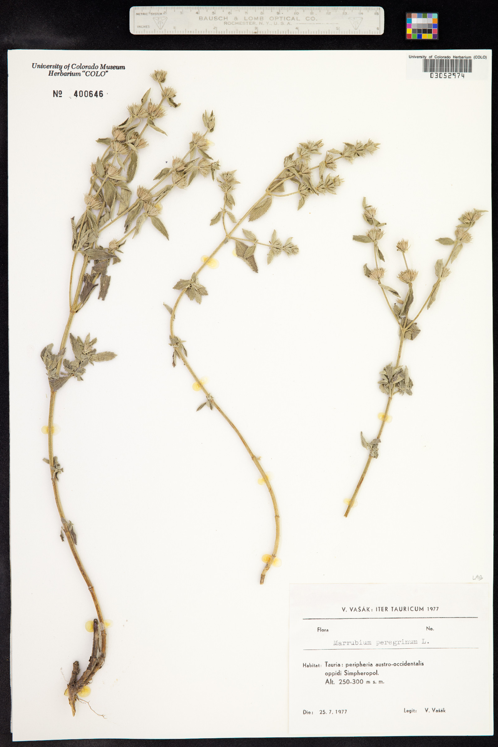 Marrubium peregrinum image