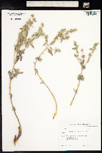 Marrubium peregrinum image