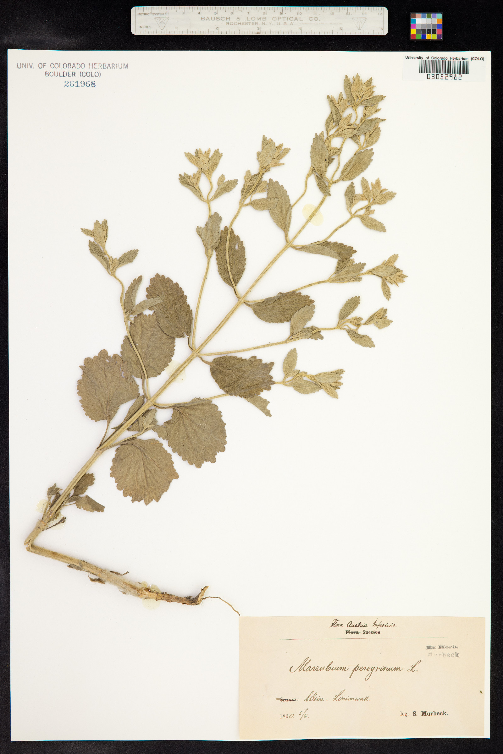 Marrubium peregrinum image