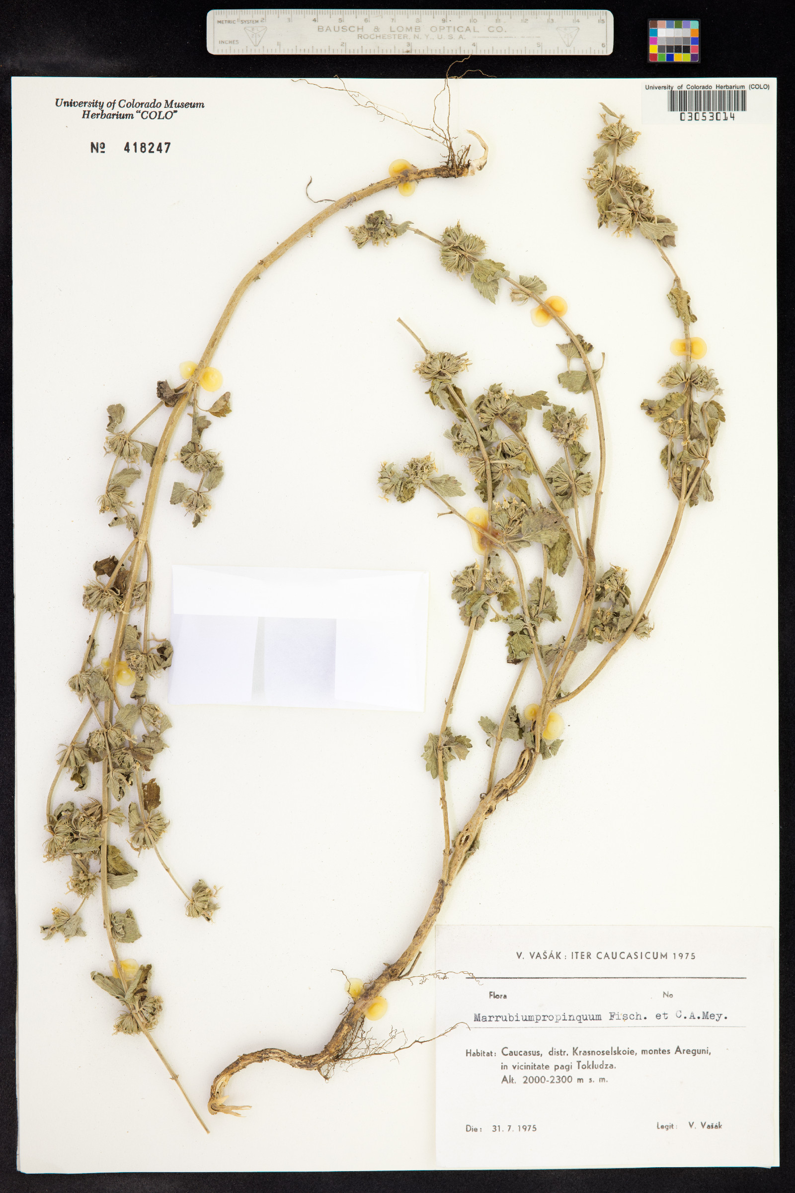 Marrubium propinquum image
