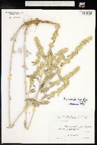 Marrubium parviflorum image