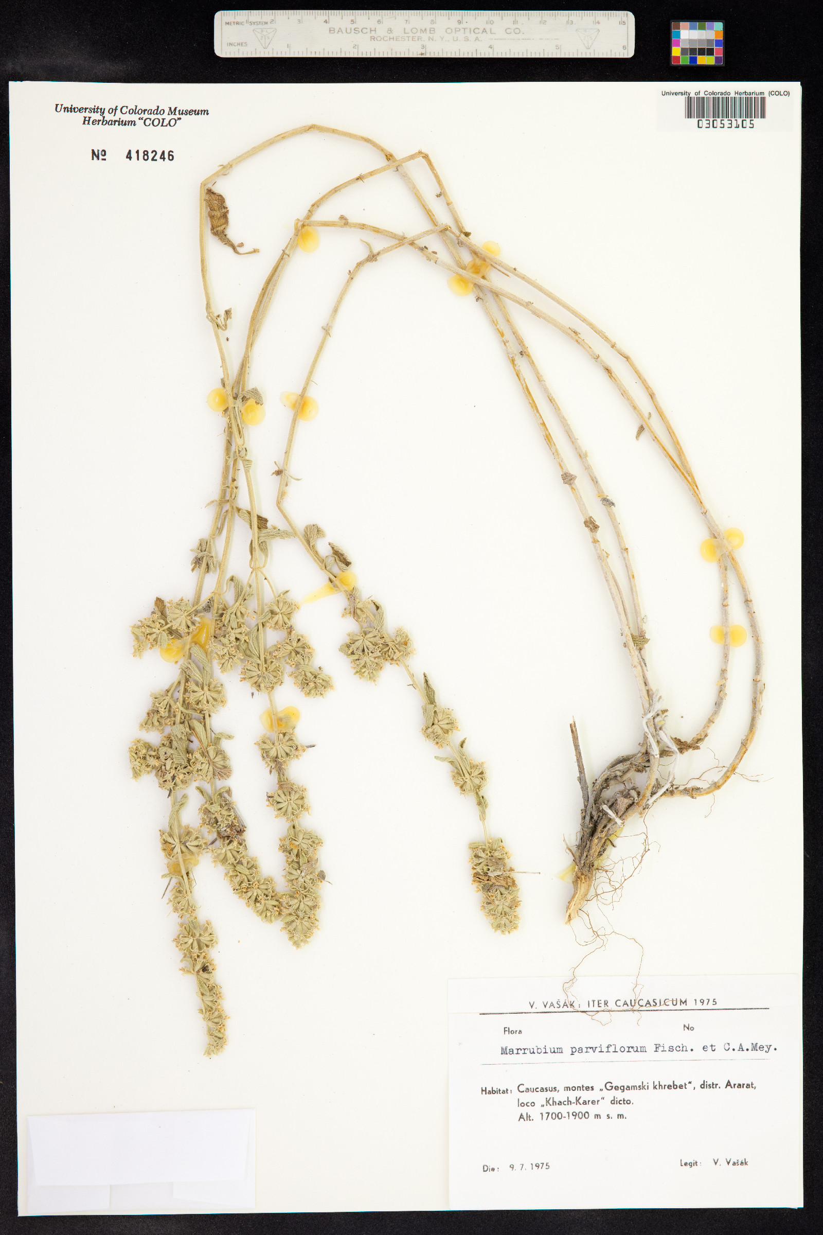 Marrubium parviflorum image