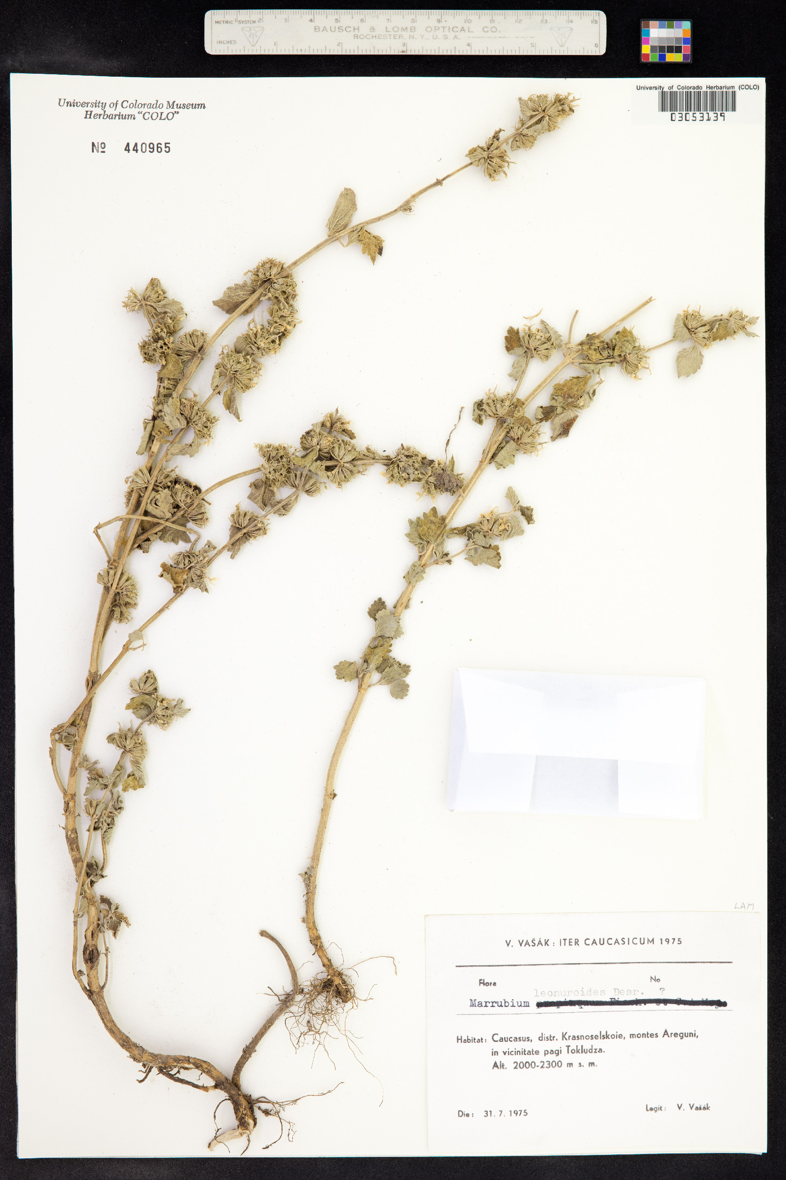 Marrubium leonuroides image