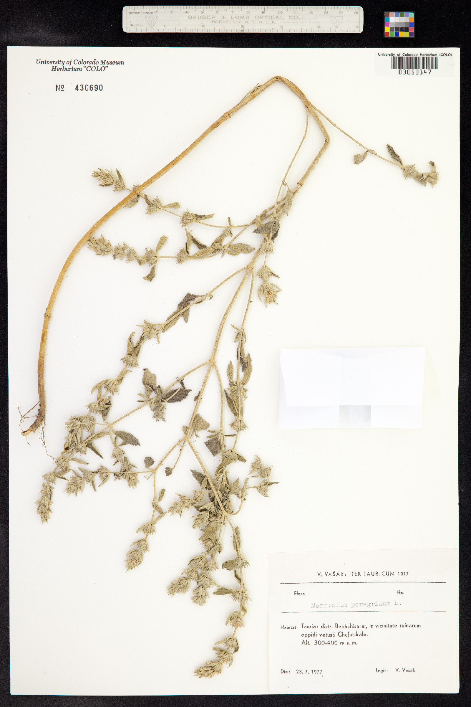 Marrubium peregrinum image