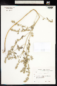 Marrubium peregrinum image