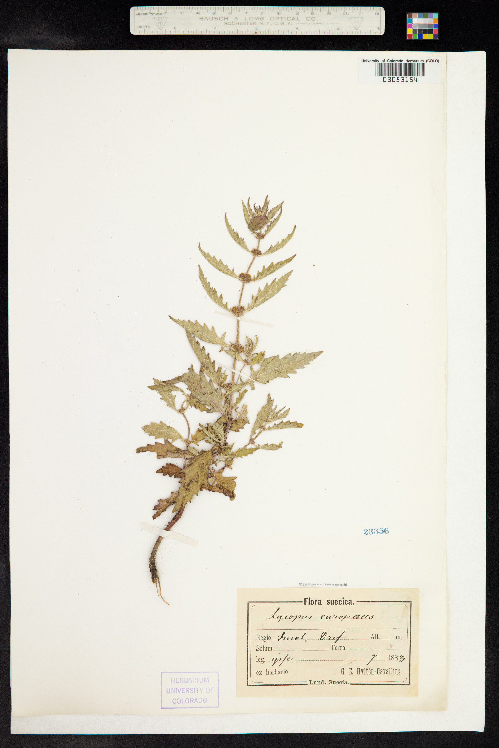 Lycopus europaeus image