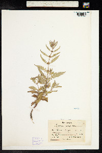 Lycopus europaeus image