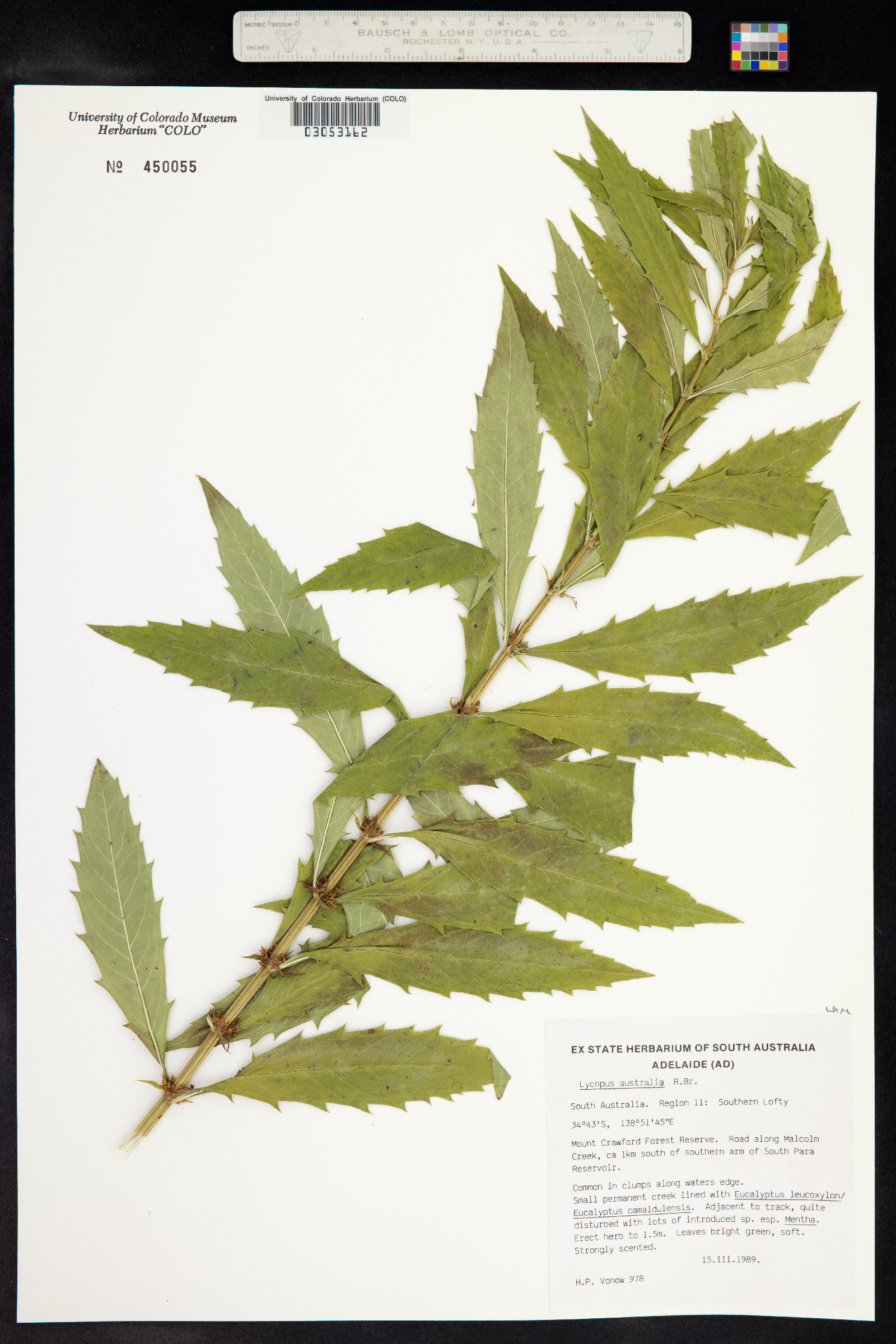 Lycopus australis image