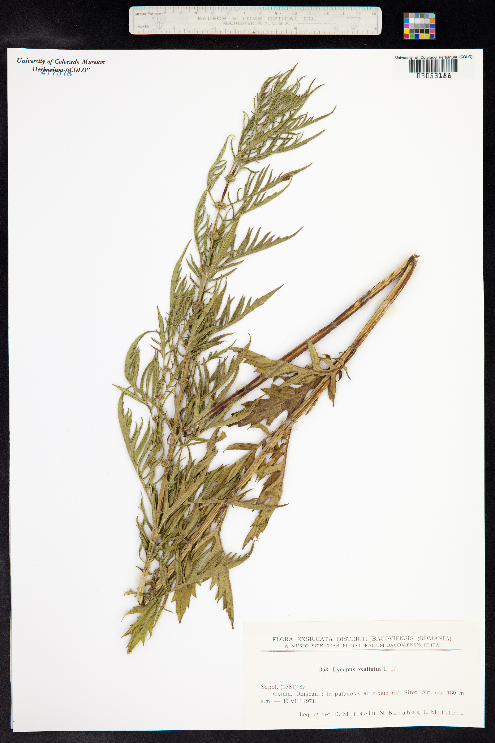 Lycopus exaltatus image