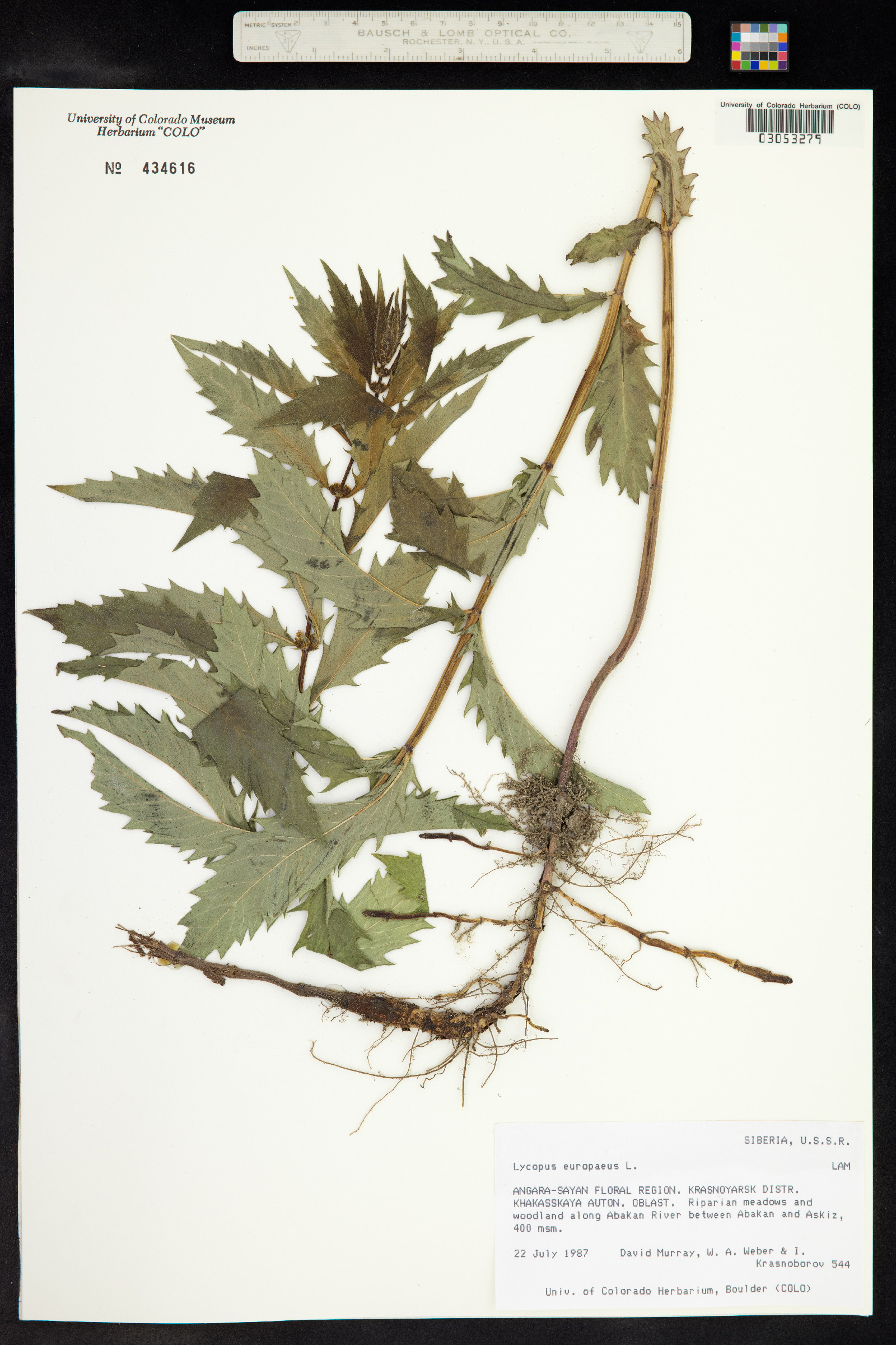 Lycopus europaeus image