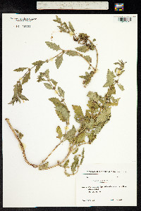 Lycopus europaeus image