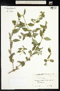 Lycopus europaeus image