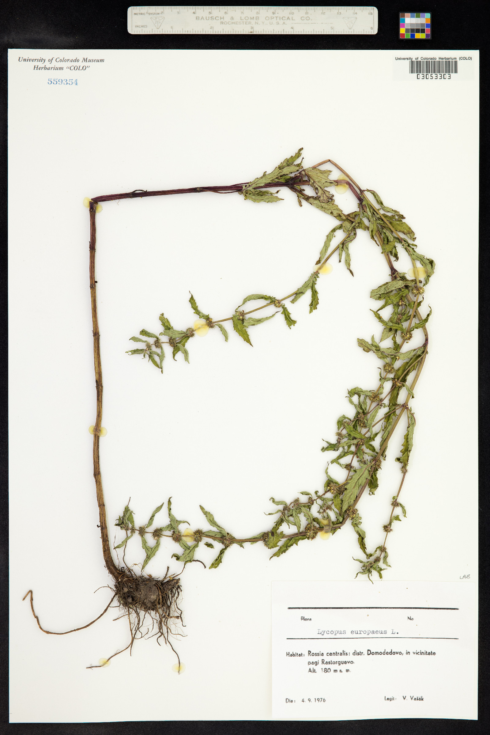 Lycopus europaeus image