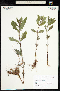 Lycopus europaeus image