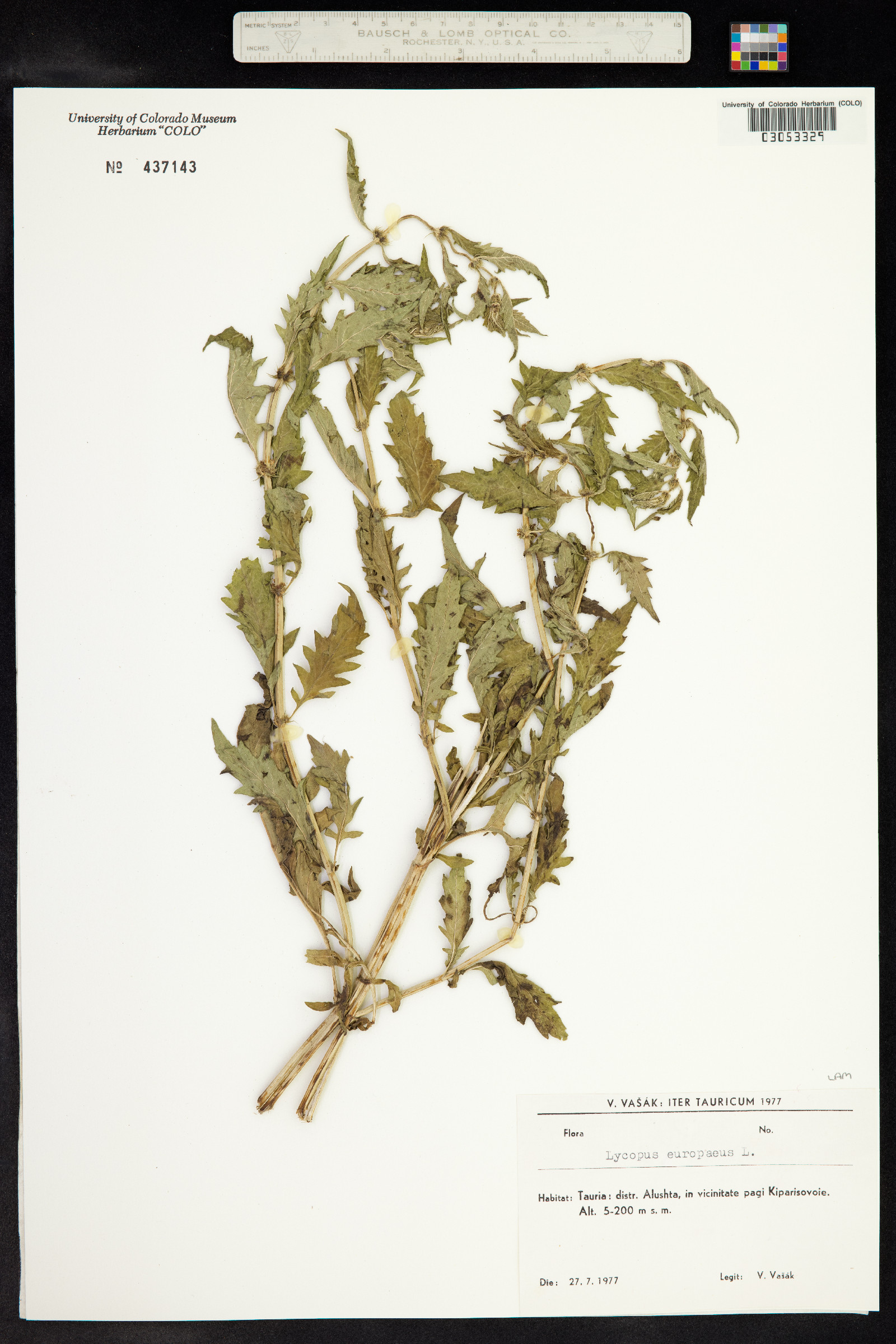 Lycopus europaeus image
