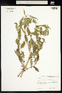 Lycopus europaeus image