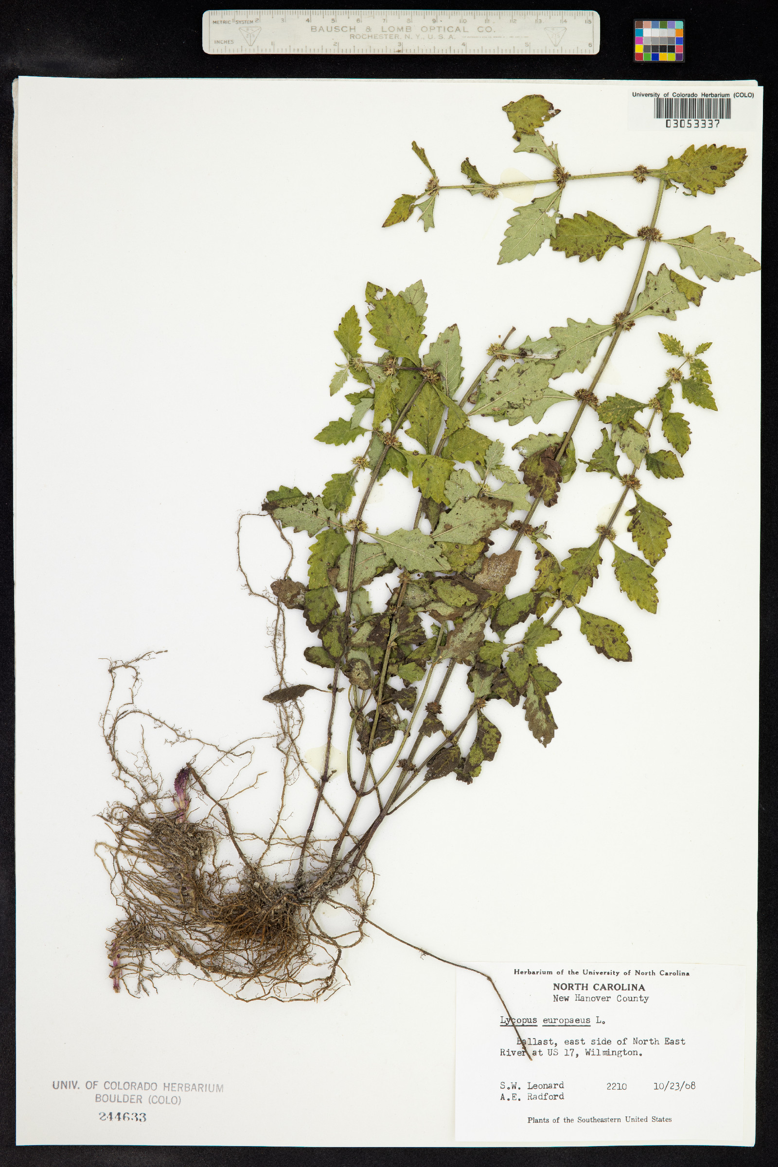 Lycopus europaeus image