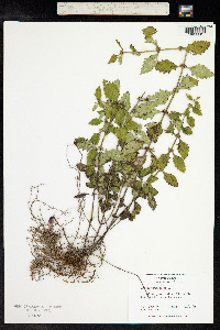 Lycopus europaeus image