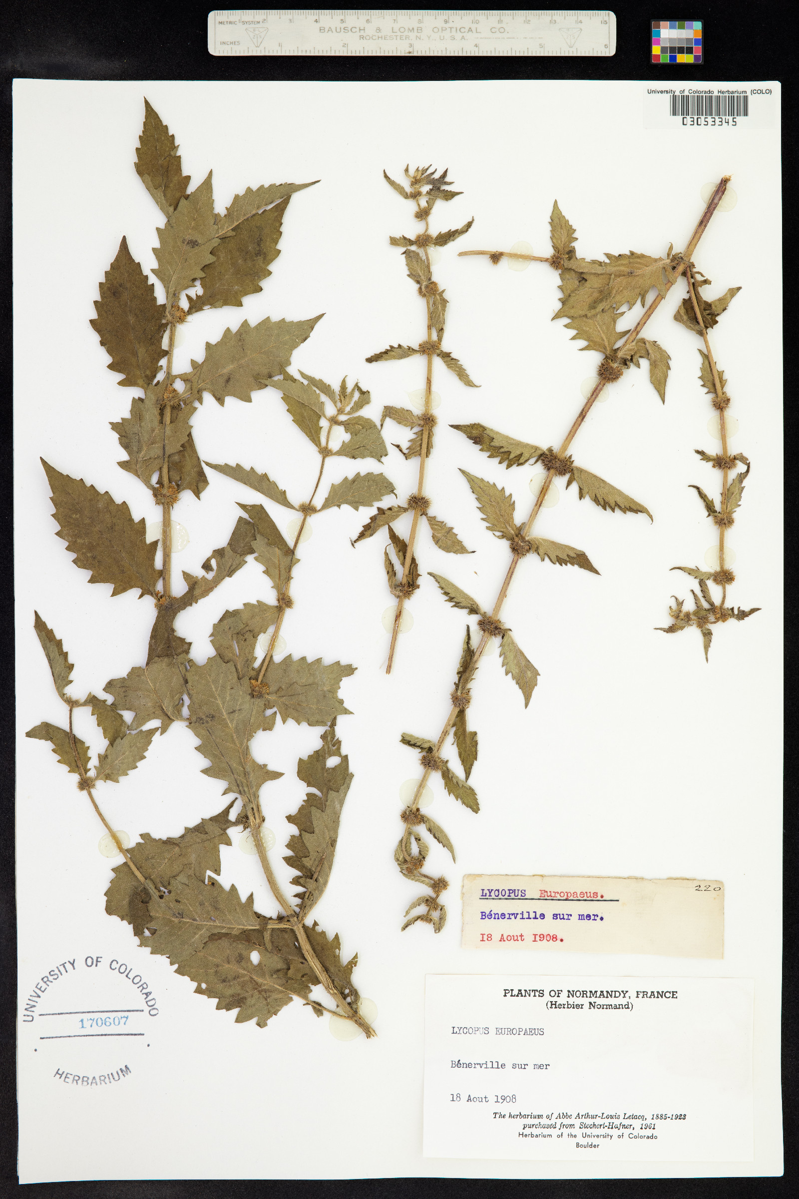 Lycopus europaeus image