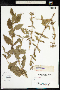 Lycopus europaeus image